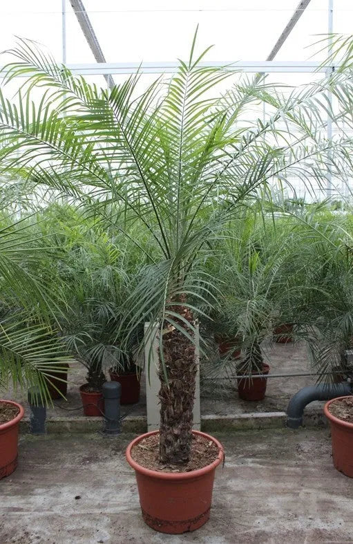240 - 260cm XXL Phoenix Roebelinii 45cm Pot House Plant