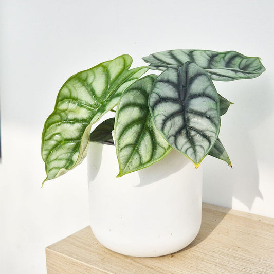 25 - 30cm Alocasia Baginda Silver Dragon Elephant Ear 12cm Pot House Plant House Plant