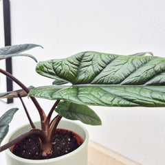 25 - 30cm Alocasia Scalprum Elephant Ear 14cm Pot House Plant House Plant