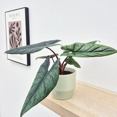 25 - 30cm Alocasia Scalprum Elephant Ear 14cm Pot House Plant House Plant