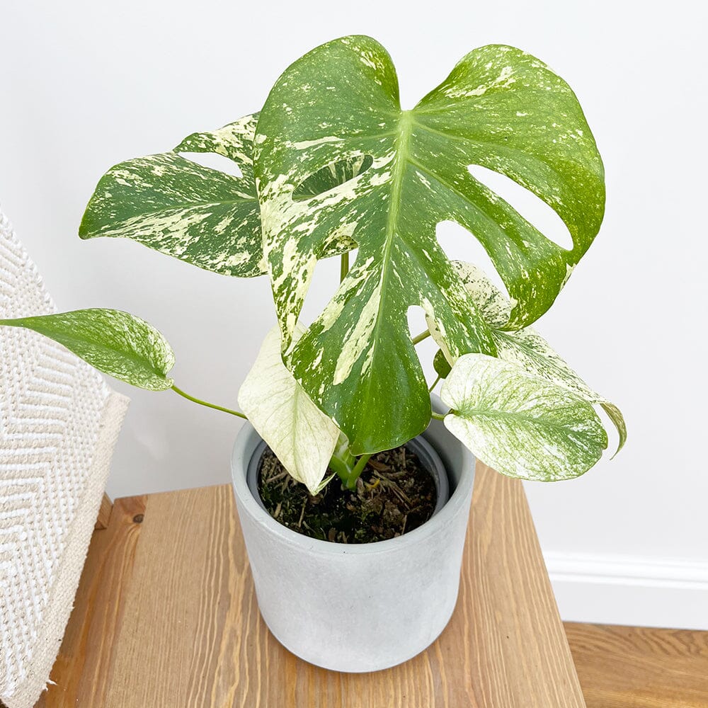 25 - 30cm Mint Monstera (Exact Plant No.1) Cheese Plant Variegated 14cm Pot House Plant