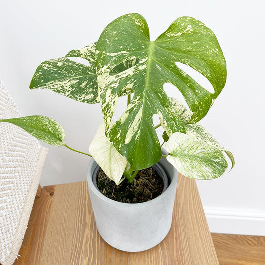 25 - 30cm Mint Monstera (Exact Plant No.1) Cheese Plant Variegated 14cm Pot House Plant