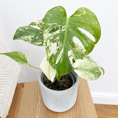 25 - 30cm Mint Monstera (Exact Plant No.1) Cheese Plant Variegated 14cm Pot House Plant