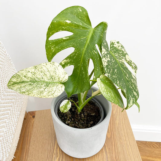 25 - 30cm Mint Monstera (Exact Plant No.2) Cheese Plant Variegated 14cm Pot House Plant