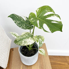 25 - 30cm Mint Monstera (Exact Plant No.3) Cheese Plant Variegated 14cm Pot House Plant