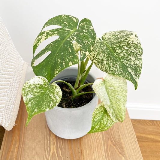 25 - 30cm Mint Monstera (Exact Plant No.4) Cheese Plant Variegated 14cm Pot House Plant