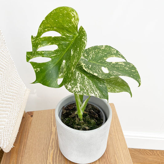 25 - 30cm Mint Monstera (Exact Plant No.5) Cheese Plant Variegated 14cm Pot House Plant