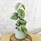 25 - 30cm Philodendron Sodiroi House Plant 9cm Pot