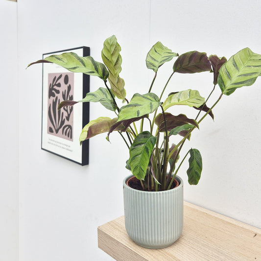 25 - 35cm Calathea Yellow Fusion Prayer Plant 12cm Pot House Plant House Plant