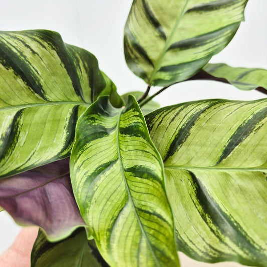 25 - 35cm Calathea Yellow Fusion Prayer Plant 12cm Pot House Plant House Plant