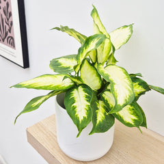 25-35cm Dieffenbachia Camilla Dumb Cane 12cm Pot House Plant House Plant