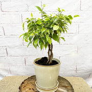 25 - 35cm Ficus Bushy King Rubber Plant 12cm Pot House Plant