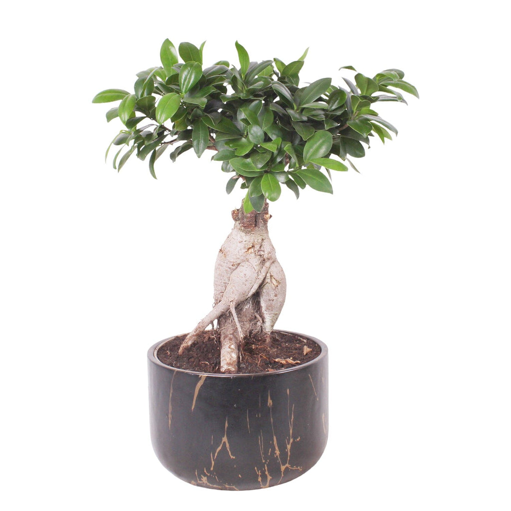 Ficus Microcarpa 35cm