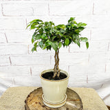 25 - 35cm Ficus Green King Rubber Plant 12cm Pot House Plant