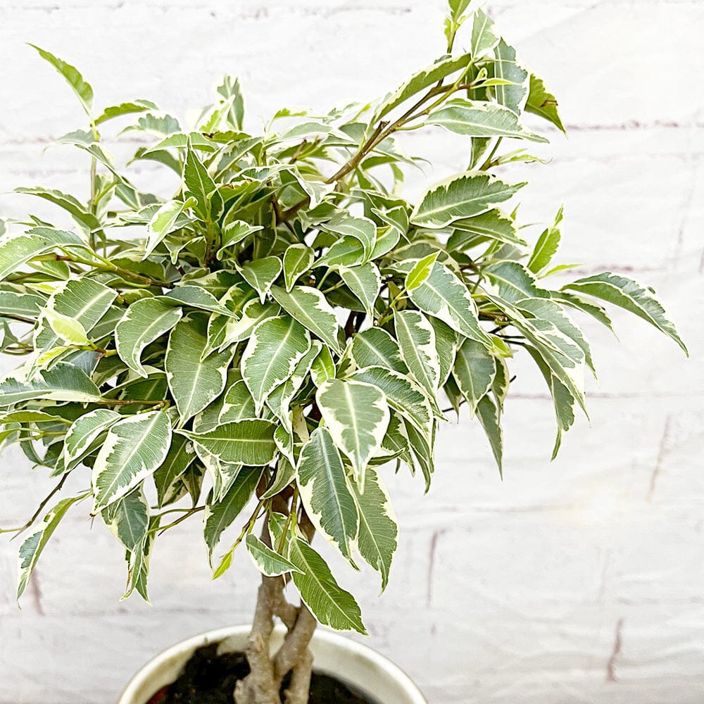 25 - 35cm Ficus Nina King Rubber Plant 12cm Pot House Plant House Plant