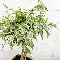 25 - 35cm Ficus Nina King Rubber Plant 12cm Pot House Plant House Plant