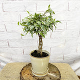 25 - 35cm Ficus Nina King Rubber Plant 12cm Pot House Plant
