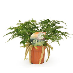 25 - 35cm Hare's Foot Fern Humata Tyermanii 12cm Pot House Plant House Plant