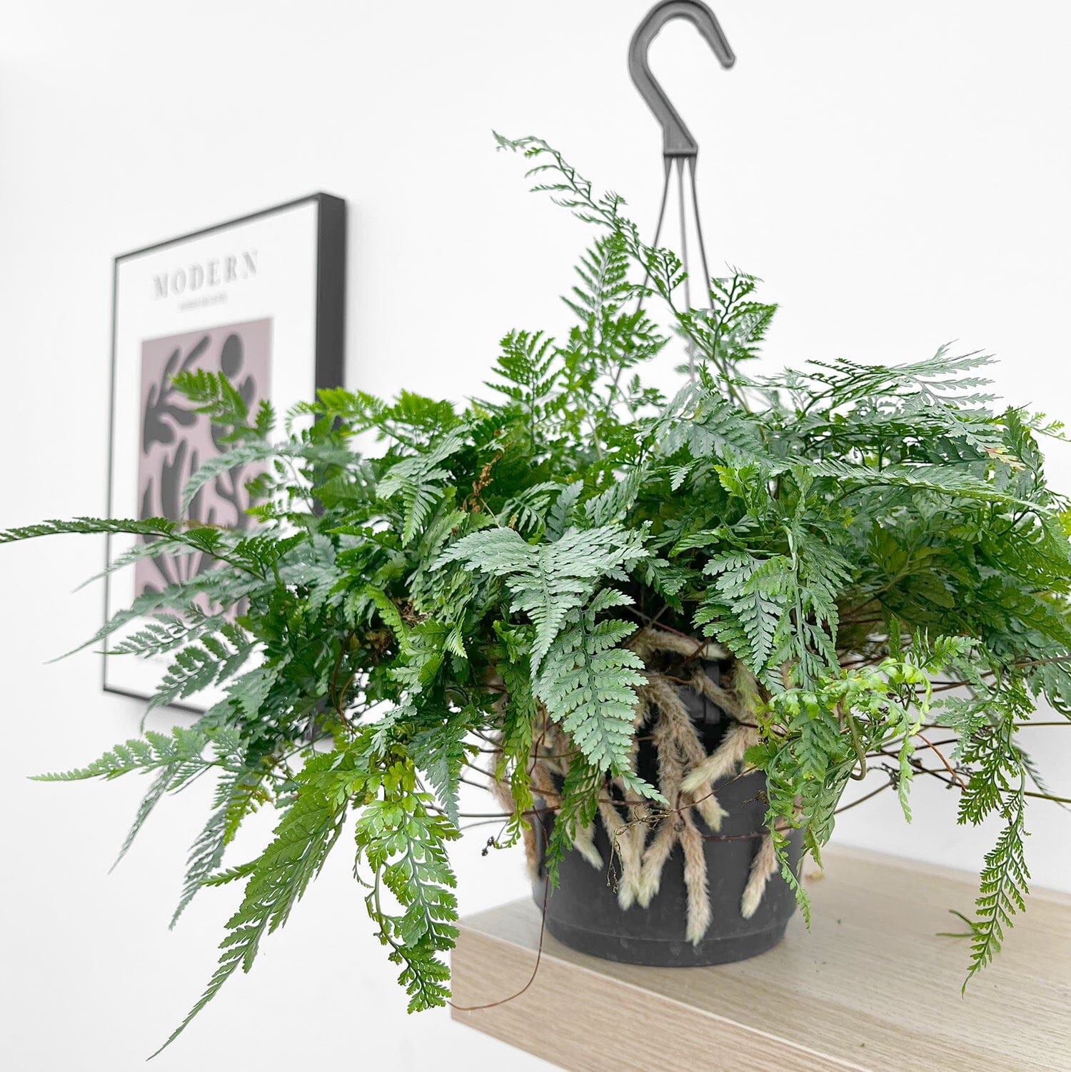 Humata Fern 25 - 35cm Hare's Foot Fern in Hanging Pot Humata Tyermanii 17cm Pot Ho ...