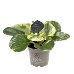 25 - 35cm Peperomia Obtusifolia USA 12cm Pot House Plant House Plant