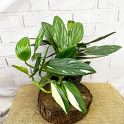 25 - 35cm Philodendron Cobra Variegata Monstera Standleyana 17cm Pot House Plant