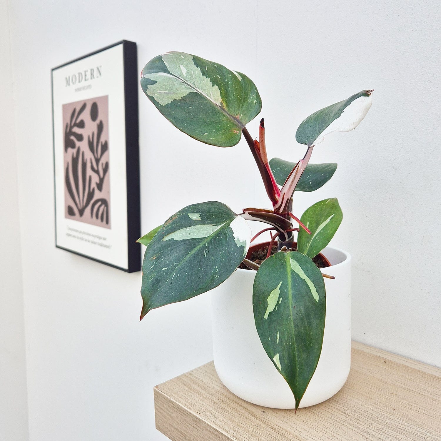25 - 35cm Philodendron White Knight 12cm Pot House Plant House Plant
