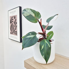 25 - 35cm Philodendron White Knight 12cm Pot House Plant House Plant