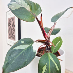 25 - 35cm Philodendron White Knight 12cm Pot House Plant House Plant