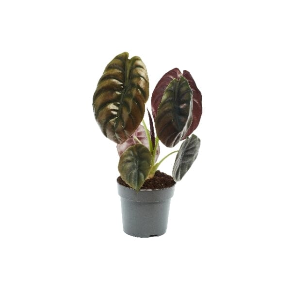 25 - 40cm Alocasia Red Secret Elephant Ear 12cm Pot House Plant House Plant