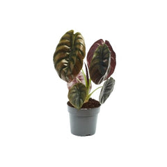 25 - 40cm Alocasia Red Secret Elephant Ear 12cm Pot House Plant House Plant