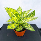 25 - 45cm Dieffenbachia Reflector (Bright Version) Dumb Cane 17cm Pot House Plant