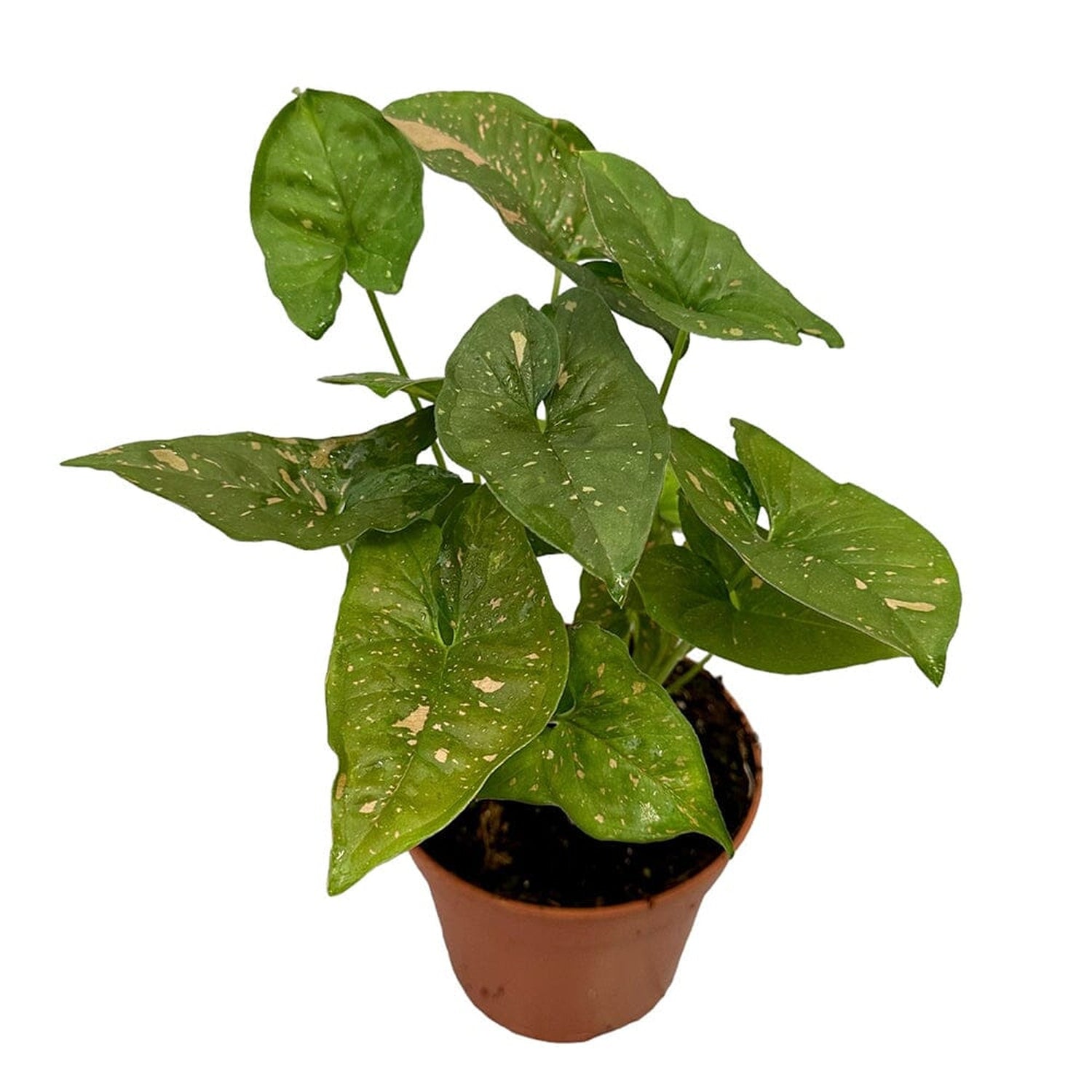 25 cm Syngonium Pink Splash Allusion House Plant 14 cm Pot House Plant