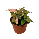 25 cm  Syngonium Red Spot House Plant 14 cm Pot