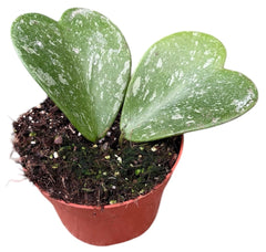 Hoya Kerri Splash 10.5cm Pot 15cm Height House Plant