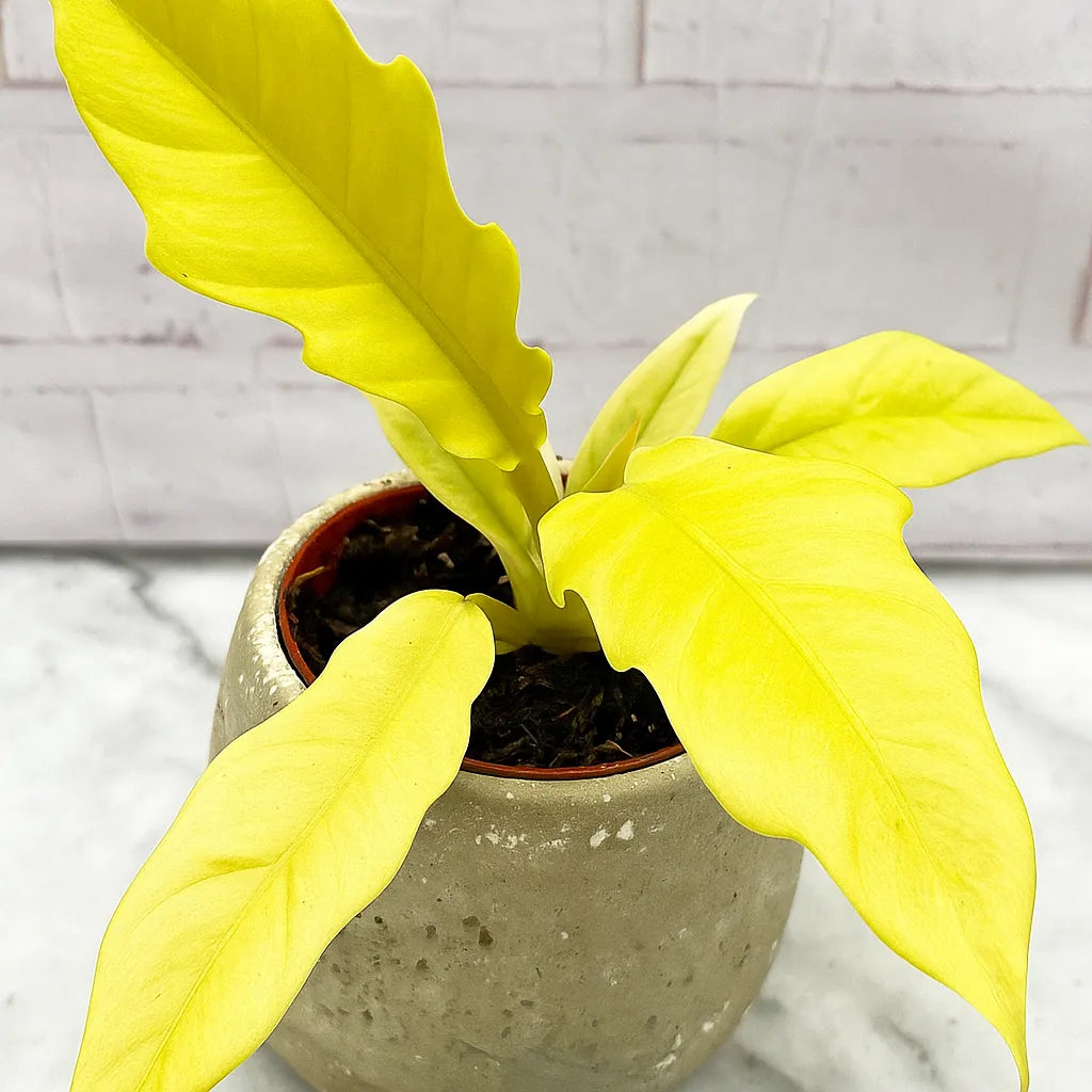25 -30cm Philodendron Lemon Saw House Plant 12cm Pot