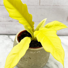 25 -30cm Philodendron Lemon Saw House Plant 12cm Pot