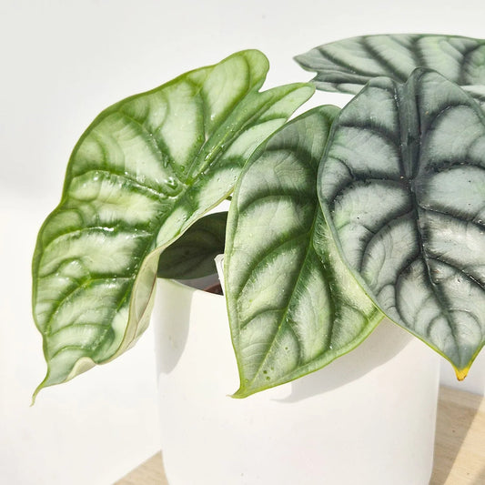 25 - 30cm Alocasia Baginda Silver Dragon Elephant Ear 12cm Pot House Plant