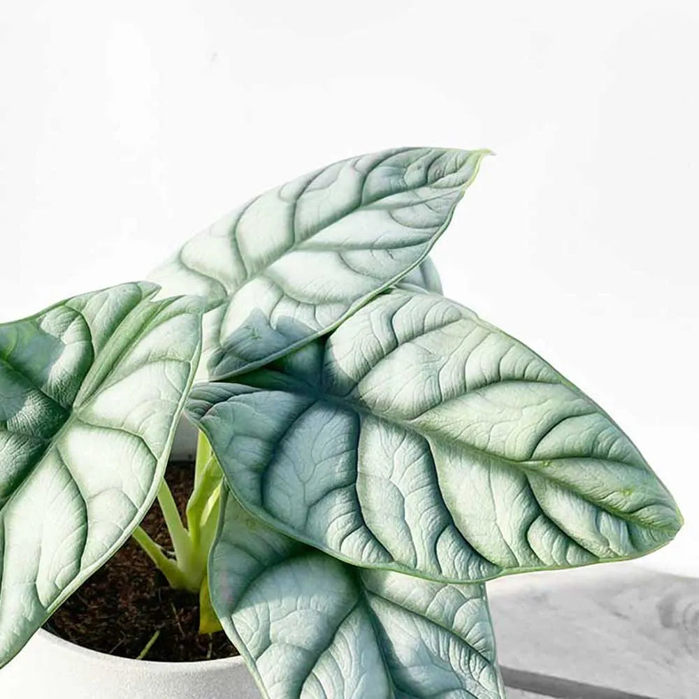 25 - 30cm Alocasia Baginda Silver Dragon Elephant Ear 12cm Pot House Plant