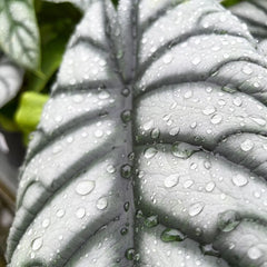 25 - 30cm Alocasia Baginda Silver Dragon Elephant Ear 12cm Pot House Plant