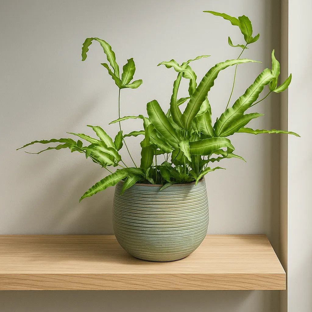 25 - 30cm Pteris Cretica Albo Fern 12cm Pot House Plant