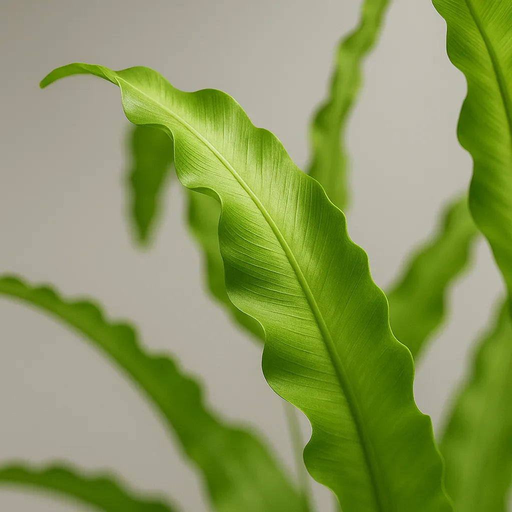25 - 30cm Pteris Cretica Albo Fern 12cm Pot House Plant