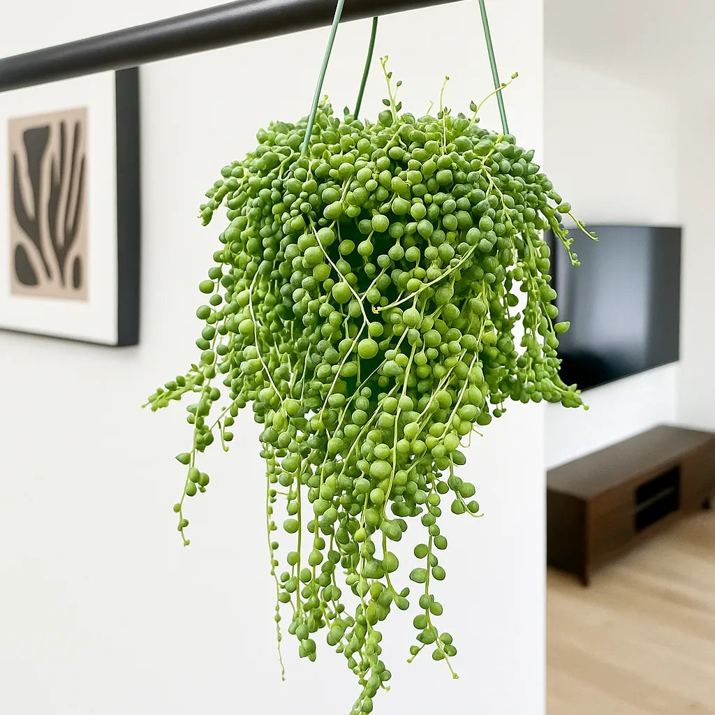 25 - 30cm String of Pearl in Hanging Pot Senecio Rowleyanus 14cm Pot House Plant
