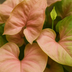 25 - 35 Syngonium Neon Arrowhead House Plant 12cm Pot