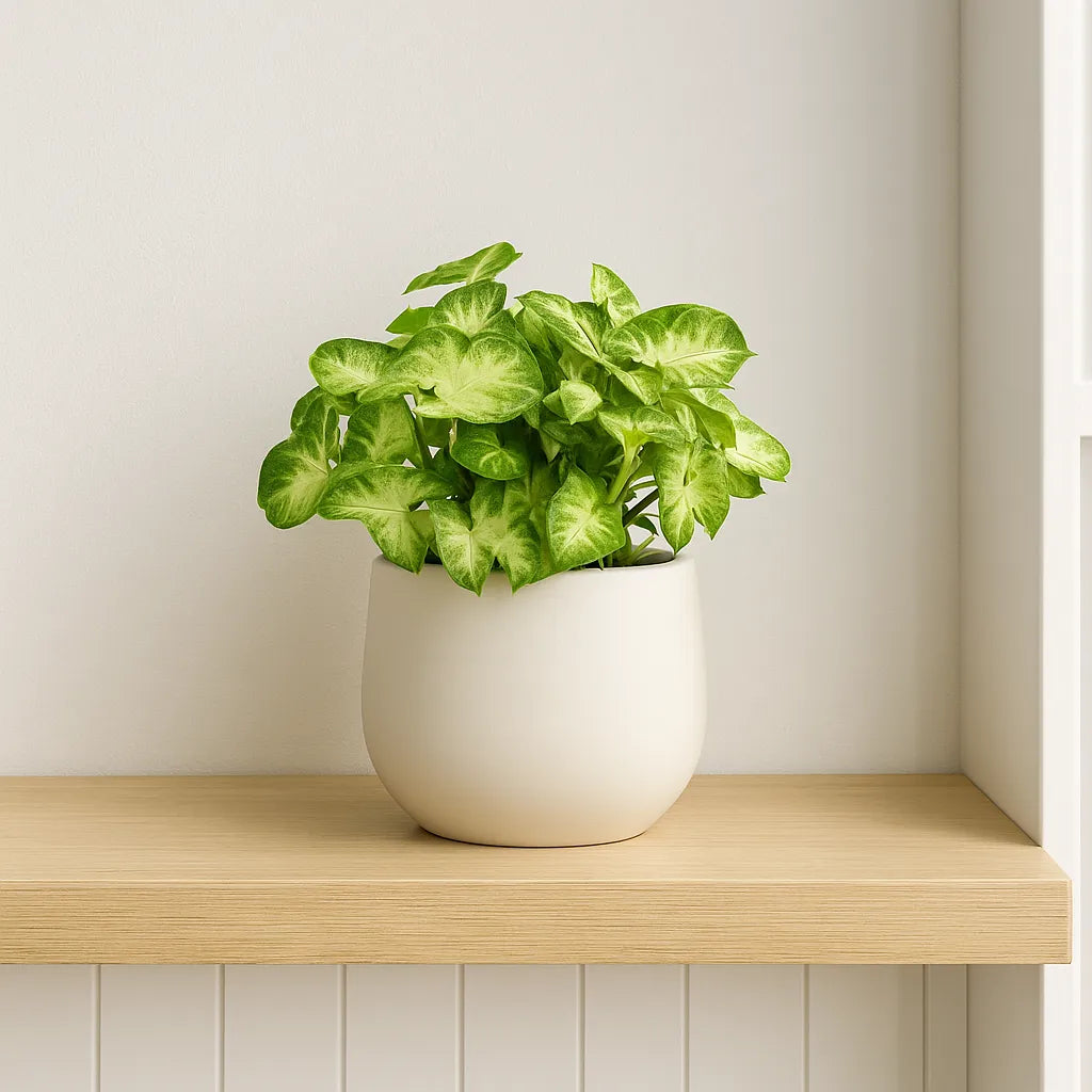 25 - 35 Syngonium Pixie Arrowhead House Plant 12cm Pot