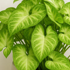 25 - 35 Syngonium Pixie Arrowhead House Plant 12cm Pot