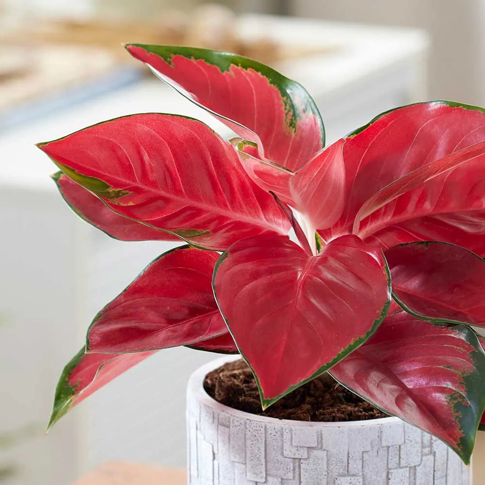 25 - 35cm Aglaonema Red Star Chinese Evergreen 12cm Pot House Plant