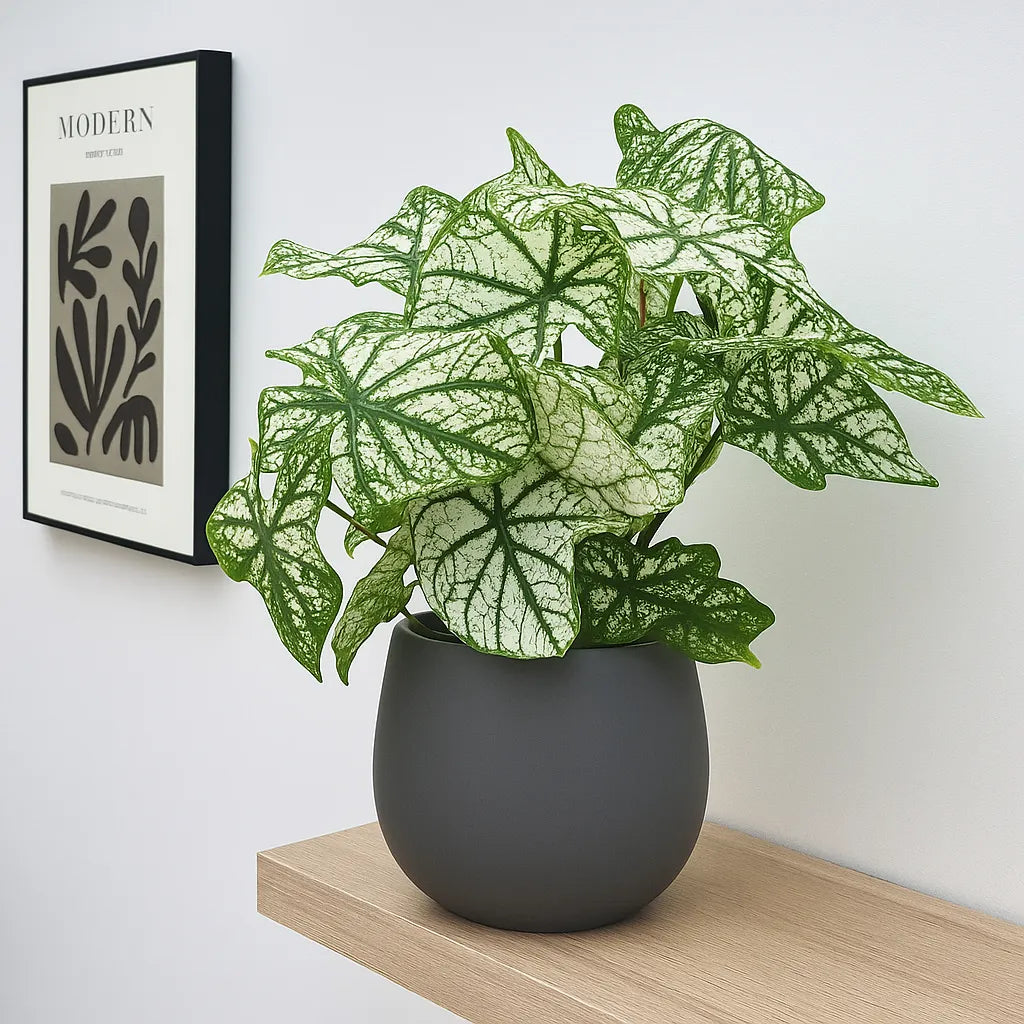 25 - 35cm Caladium White Christmas Elephant Ear 13cm Pot House Plant