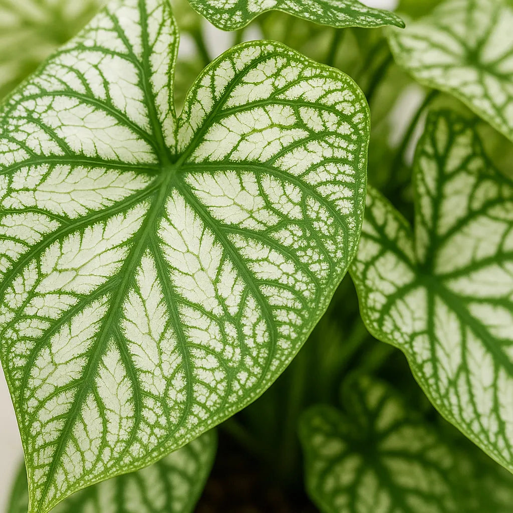 25 - 35cm Caladium White Christmas Elephant Ear 13cm Pot House Plant