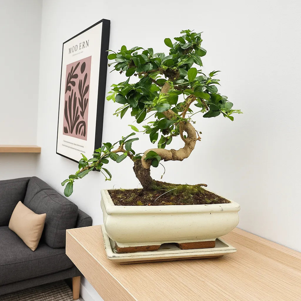 25 - 35cm Ficus Carmona Retusa Bonsai Tree in pot 15cm Ceramic Pot House Plant