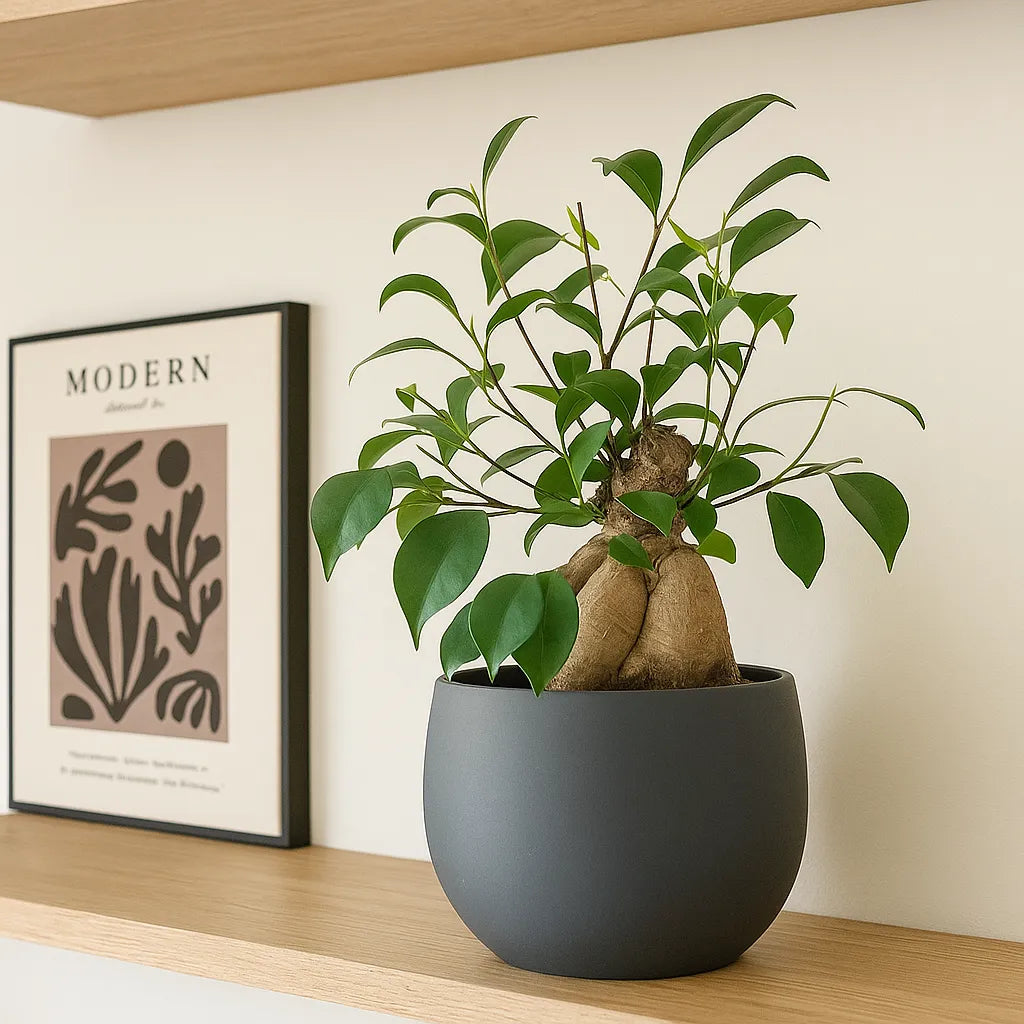 25 - 35cm Ficus Ginseng Bonsai Tree in 18cm Pot House Plant